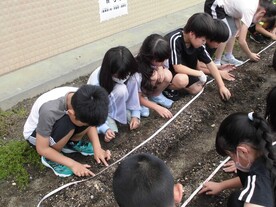 大豆