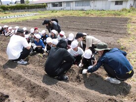 さつまいも